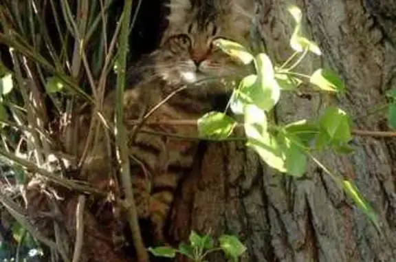 Пропал кот, улица Гоголя, 13, Бутурлиновка - коричнево-золотистый окрас - photo