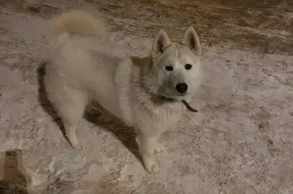 Найдена собака, Балашиха, фото: Найден собака, улица Твардовского, Балашиха - кобель хаски/лайки