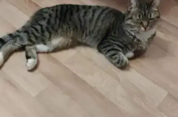 Найдена кошка, улица Генерала Лаврова, 1к1, Жилина - полосатая - photo