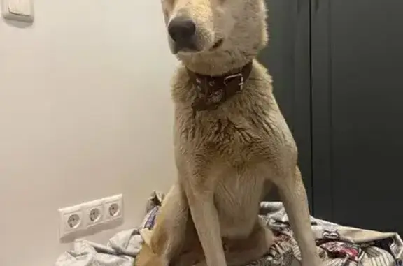 Найдена собака, Удельная, фото: Найдена собака, Тихий переулок, 7, Удельная - молодой кобель в ошейнике