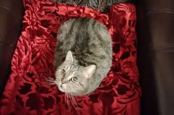 Найдена кошка, Краснополянская улица, Пермь - знает лоток, но дикая - photo