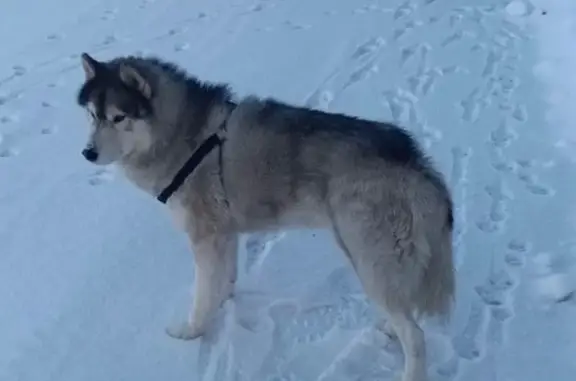 Найдена собака, Ростов-на-Дону, фото: Найдена собака, Левобережная улица, 5Д, Ростов-на-Дону
