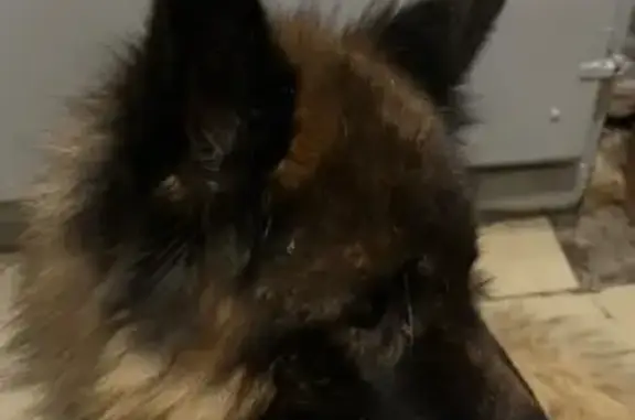 Найдена собака, Омск, фото: Найдена собака, улица Седова, 63, Омск - возможно потерялся, размер как немецкая овчарка