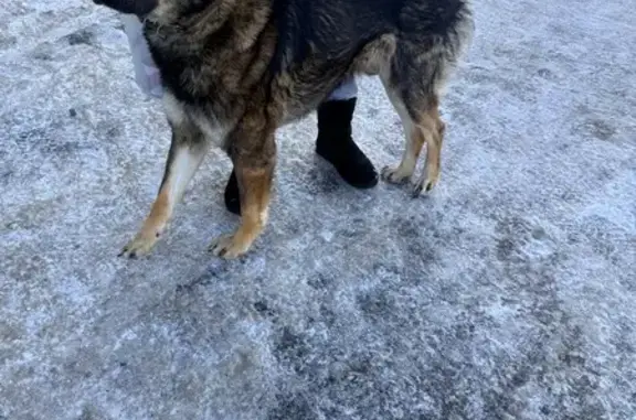 Найдена собака, Уварово, фото: Найден собака, 46Н-01528, Уварово - мальчик, очень ласковый