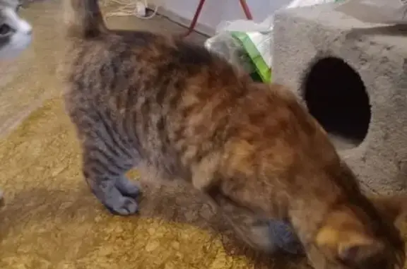 Найденные животные Санкт-Петербург, фото: Найдена кошка, улица Композиторов, 33/5, Санкт-Петербург - черепаховый окрас, ласковая