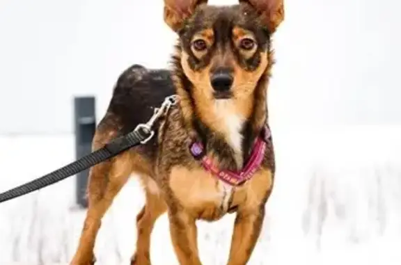 Пропала собака, мужской, Отрадная улица, Москва - коричневый, одно ухо загибается - photo