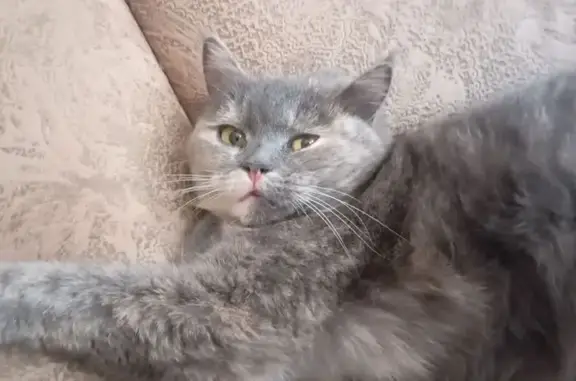 Потерянные животные Стрелецкое, фото: Пропала кошка, Стрелецкое, Белгородская область - голубокремка