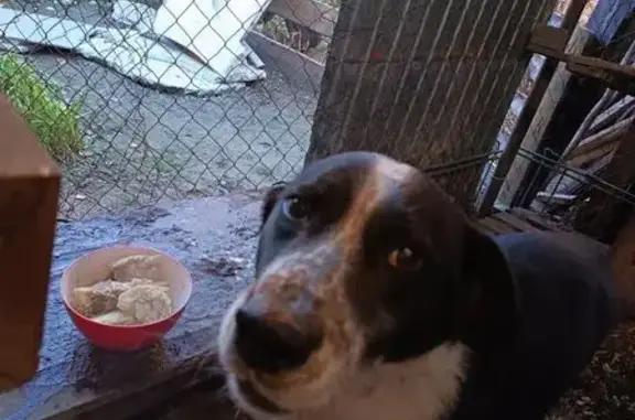 Пропал собака, улица Челюскинцев, Барнаул - черно-белый окрас - photo