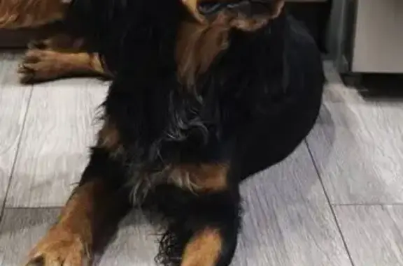 Найдена собака, Краснодар, фото: Найден собака, Садовая улица, 159 к2, Краснодар - добрый и домашний спаниель