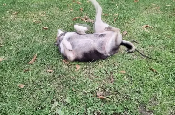 Собаки потеряшки, Краснодар, фото: Потеряшка собака, Краснодар, Краснодарский край - чёрная дворняга с подпалинами