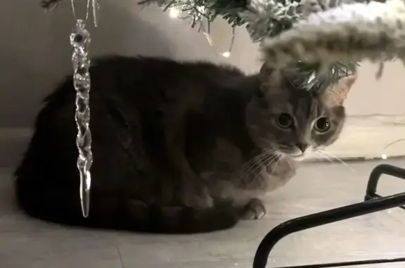 Кошки потеряшки, Пенза, фото: Потеряшка кошка, Центральная улица, 14, городской округ Пенза - сильно пугается за пределами дома