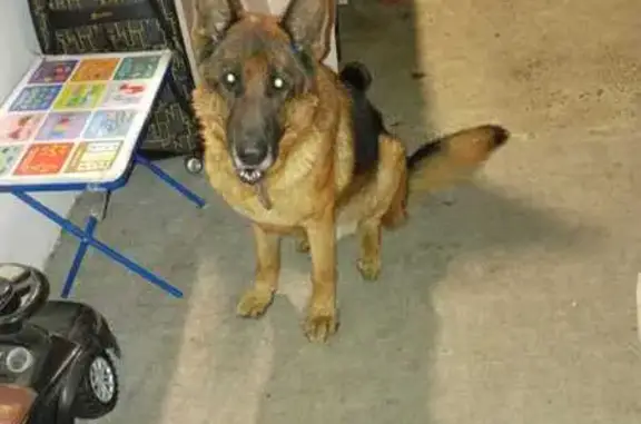 Потерянные животные Майкоп, фото: Пропала собака, Майкоп, Адыгея - череповатый окрас, белое пятнышко на лбу