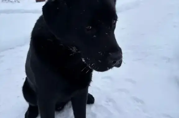 Найдена собака, Чудово, фото: Найден собака, Солнечная улица, 7, Чудово - похож на Лабрадора