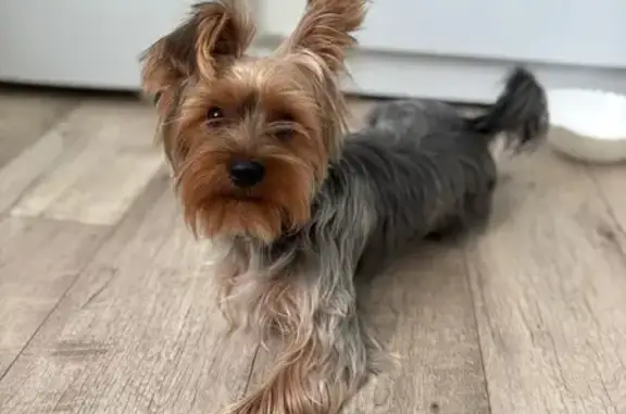 Найденные животные Пенза, фото: Найден собака, проспект Строителей, 21, Пензенский городской округ - йорк