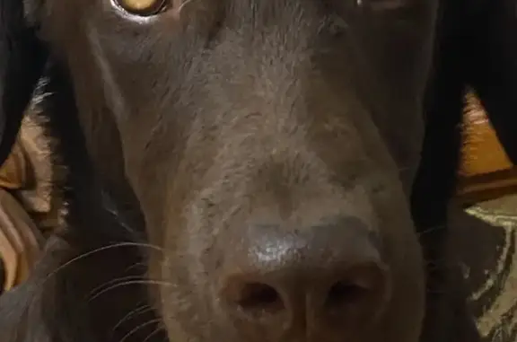 Пропала собака, 6-й Средний проезд, 6, городской округ Пенза - кличка Кай, коричневый окрас - photo