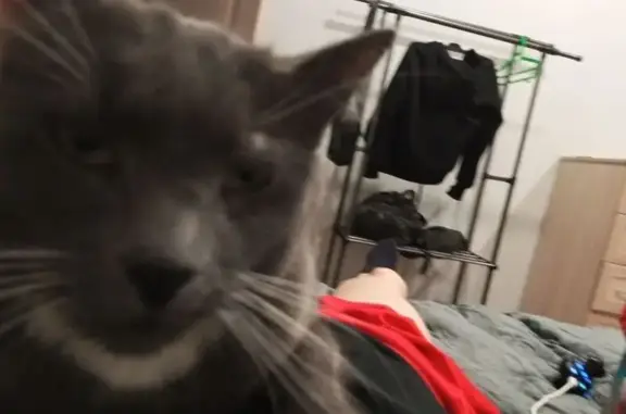 Пропал кот, Озёрная улица, городской округ Тверь - дымчатый с серым ошейником - photo