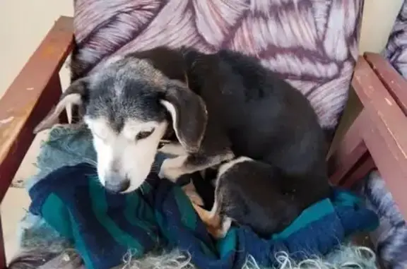 Найдена собака, Тамбов, фото: Найден собака, Студенецкая набережная, 33/172, Тамбов - чистый ухоженный кобель