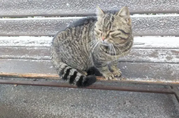 Найдена кошка, Невинномысск, фото: Найдена кошка, улица Гагарина, Невинномысск - камышовый окрас и сиреневый ошейник