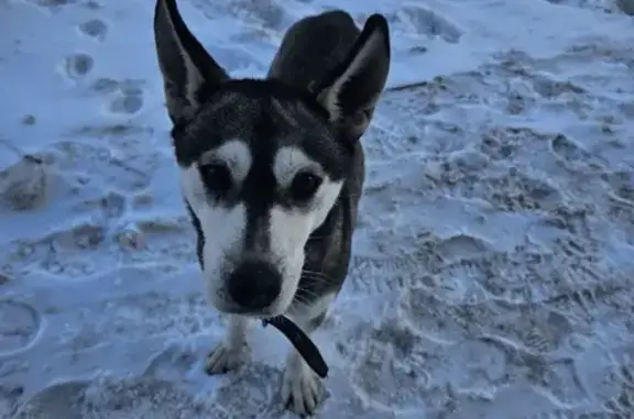 Найдена собака, Ростов-на-Дону, фото: Найден собака, мужской, площадь 2-й Пятилетки, Ростов-на-Дону - истощен и напуган