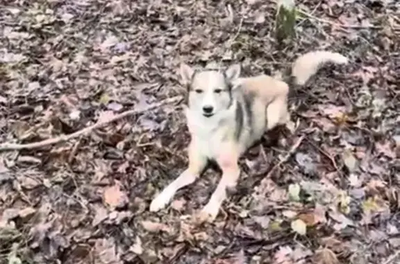 Пропал собака, Буда - рыжий с белым - photo