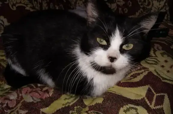 Найденные животные Эммаусс, фото: Найдена кошка, Эммаусс - ласковая молодая кошечка