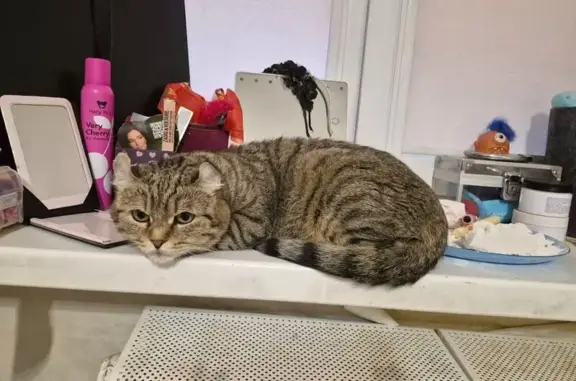 Найденные животные Екатеринбург, фото: Найдена кошка, Студенческая улица, 36/1, Екатеринбург - ушки загнуты