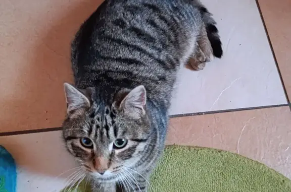 Найдена кошка, Токсово, фото: Найдена кошка, Холмистая улица, Токсово - похож на мраморного кота