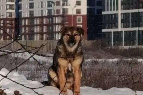 Пропала собака, Лучистая улица, Екатеринбург - щенок Джесси 4-4.5 месяца - photo