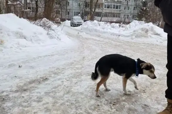 Найдена собака, Смоленск, фото: Найден собака, улица Рыленкова, 29, Смоленск - голубо-черный ошейник