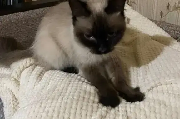 Найдена кошка, Волгоград, фото: Найдена кошка, проспект Металлургов, 31, Волгоград - женская, с ошейником