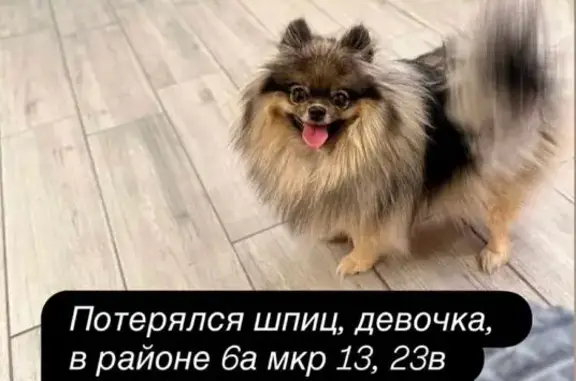 Собаки потеряшки, Ангарск, фото: Потеряшка собака, женский пол, улица Декабристов, Ангарск