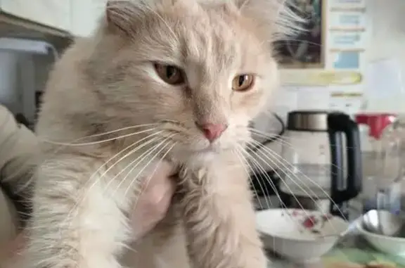 Кошки потеряшки, Нижний Новгород, фото: Потеряшка кот, Грузинская улица, 34, Нижний Новгород - персикового цвета, пушистый