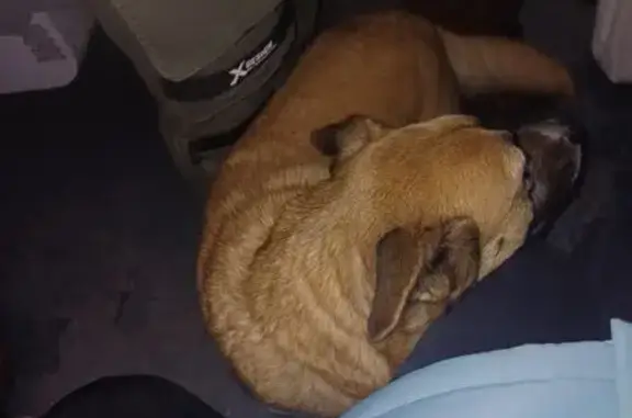 Найдена собака, Краснодар, фото: Найдена собака, Славянская улица, Краснодар - коричневый ошейник