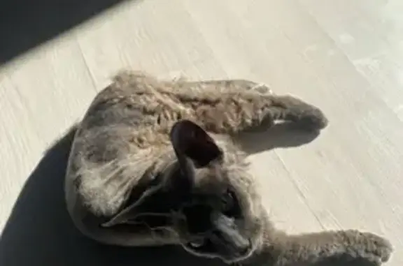 Кошки потеряшки, Нагаево, фото: Потеряшка кошка, Нагаево, Башкирия - серая сфинкс браш