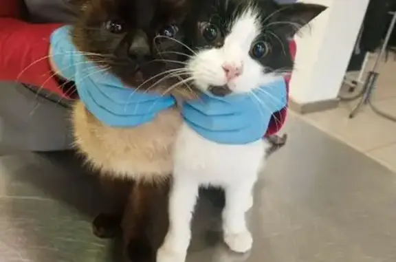 Найдена собака, Ижевск, фото: Найден собака, мужской, Колосковая улица, городской округ Ижевск