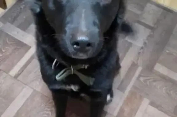 Пропал собака, улица Гагарина, Лебедянь - чёрный окрас, тёмный ошейник - photo