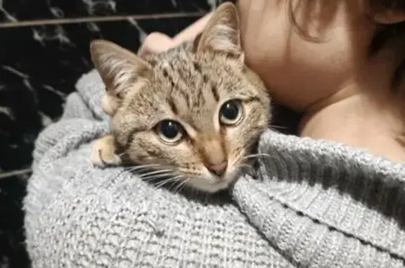 Найдена кошка, Рязань, фото: Найдена кошка, улица Новосёлов, городской округ Рязань - ласковая и ухоженная