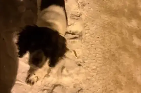 Найдена собака, Тамбов, фото: Найдена собака, Оренбургская улица, 9А, Тамбов - бело-коричневый окрас, добрый взгляд