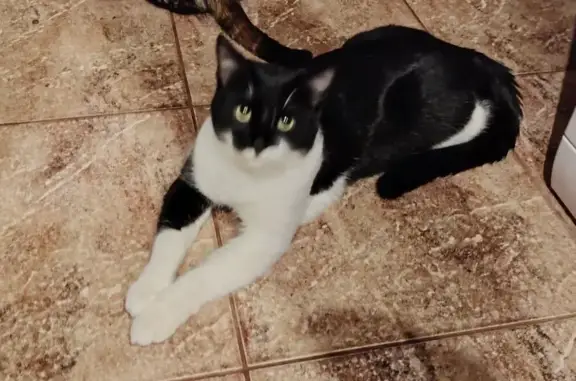 Пропал кот, 3-я Щигровская улица, 16, Курск - черно-белый окрас - photo