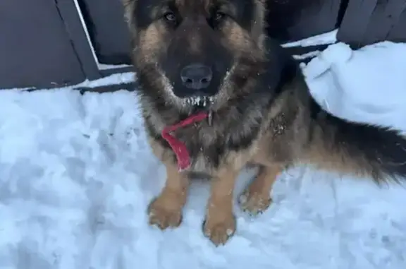 Пропала собака, Привокзальная улица, 38, городской округ Новочеркасск - немецкая овчарка длинношерстная - photo