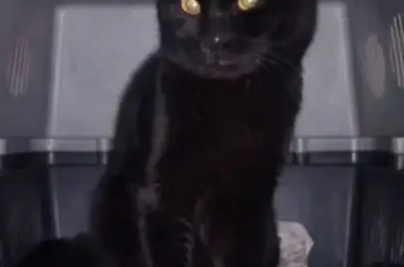 Найдена кошка, Ангарск, фото: Найдена кошка, 57, Ангарск - чёрный кот с жёлтыми глазами