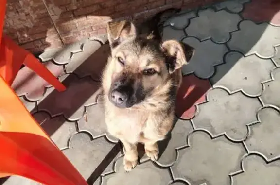 Найденные животные Новочеркасск, фото: Найдена собака, женский пол, улица Генерала А.И.Лебедя, Новочеркасск - ласковая и игривая