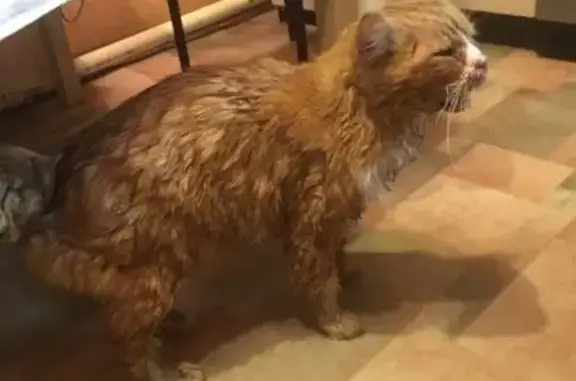 Найденные животные Ростов-на-Дону, фото: Найдена кошка, Портовая улица, Ростов-на-Дону на остановке Портовая/Богачева