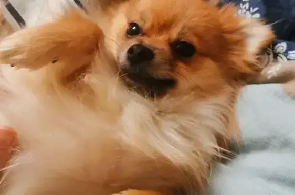 Пропала собака, женский, улица Ленинского Комсомола, Чебоксары - откликается на кличку Леся - photo