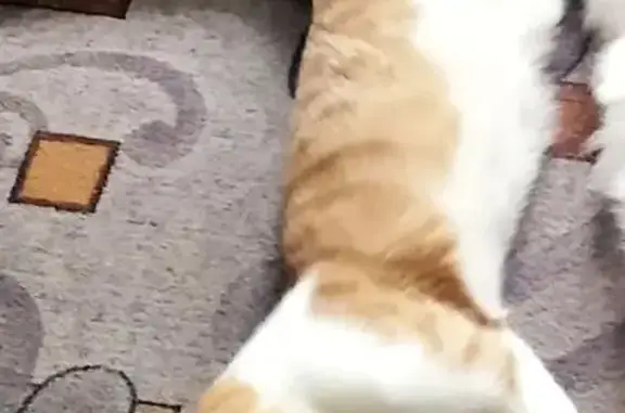 Пропал кот, улица Володарского, 26, Полевской - бело-рыжий окрас, не кастрирован - photo