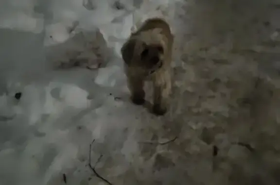 Найдена собака, Брянск, фото: Найдена собака, 1-й проезд Станке Димитрова, 3А, Брянск - персикового цвета, с ошейником