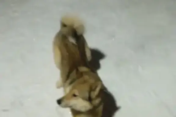 Пропал собака, мужской, улица Фрунзе, городской округ Волжск - photo