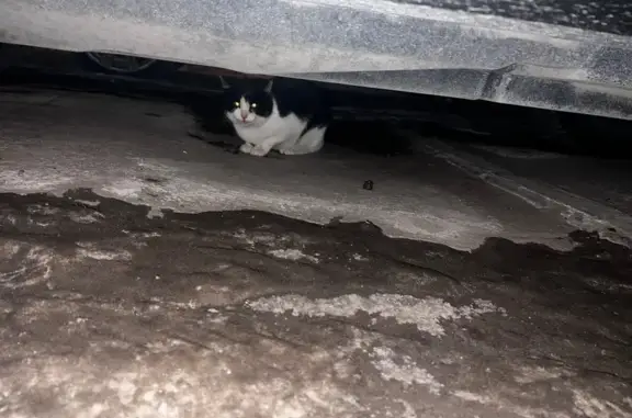 Найдена кошка, Самара, фото: Найдена кошка, Самарская улица, 167, Самара - сидела под машиной