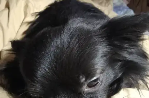 Найдена собака, Тюмень, фото: Найден собака, мужской, улица 50 лет Октября, Тюмень - чёрный окрас, чёрная шлейка