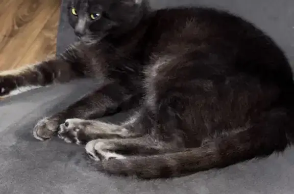 Потерянные животные Краснооктябрьский, фото: Пропал кот, Краснооктябрьский, Адыгея - серый окрас с жёлтыми глазами